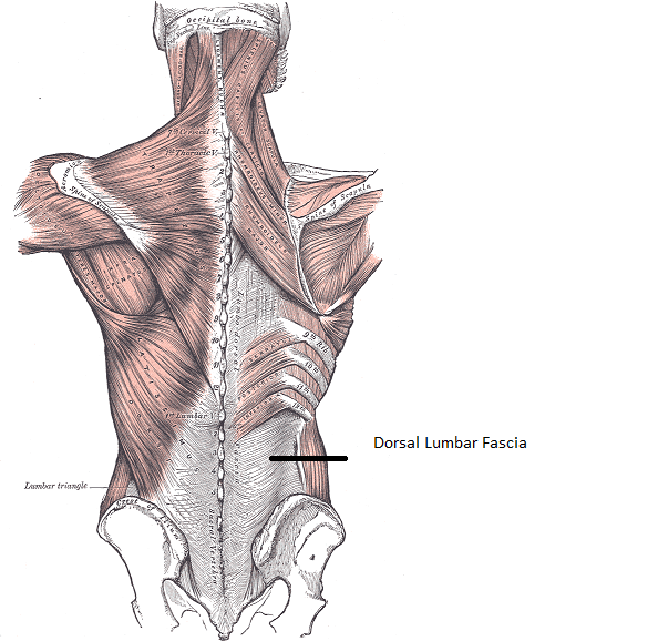 Dorsal Lumbar Fascia Stretch - StableMovement Physical Therapy