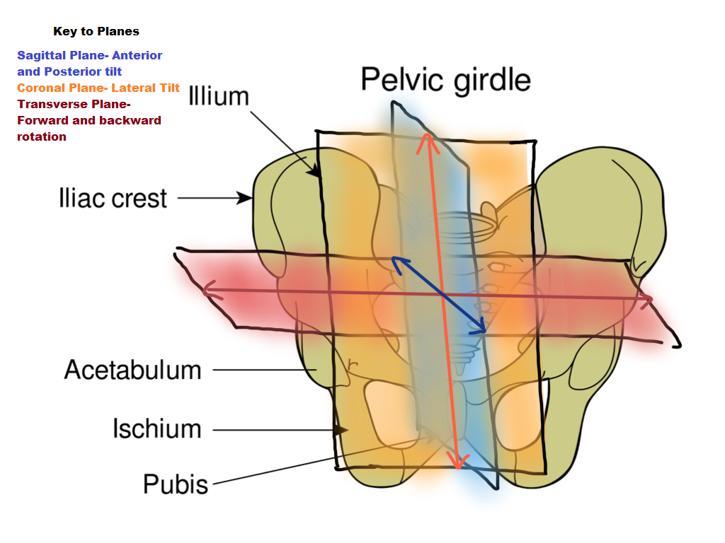Gait: Pelvic Girdle and Trunk - StableMovement Physical Therapy