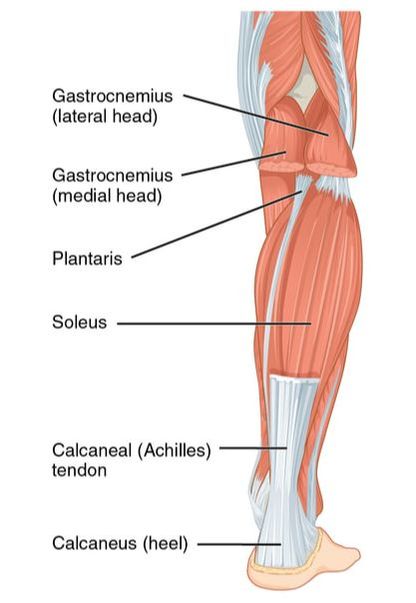 Calf Stretch - StableMovement Physical Therapy