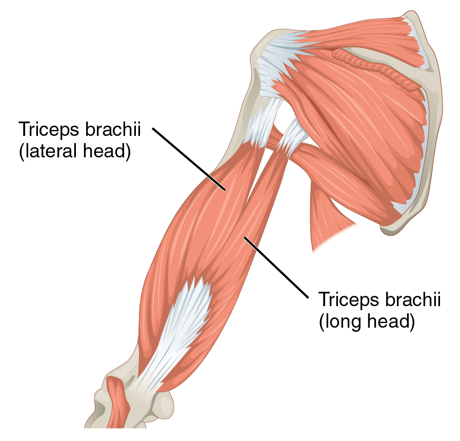 Triceps Stretch - StableMovement Physical Therapy